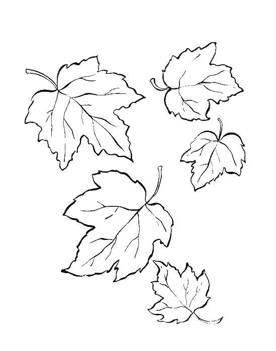 Coloring Leaves. Category leaves. Tags:  leaves.