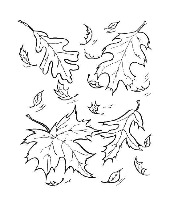 Название: Раскраска Листья. Категория: осень. Теги: листья.