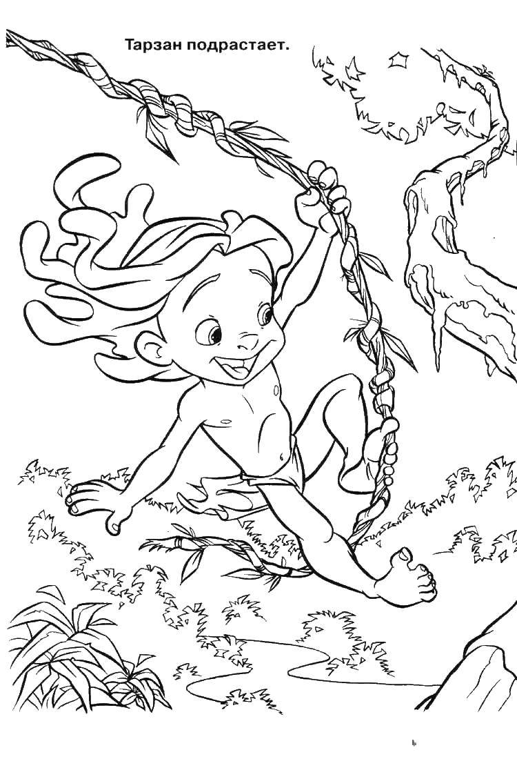 Coloring Tarzan on a vine. Category cartoons. Tags:  Tarzan.