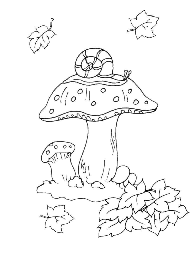 Название: Раскраска Улитка на грибочке. Категория: грибы. Теги: гриб.