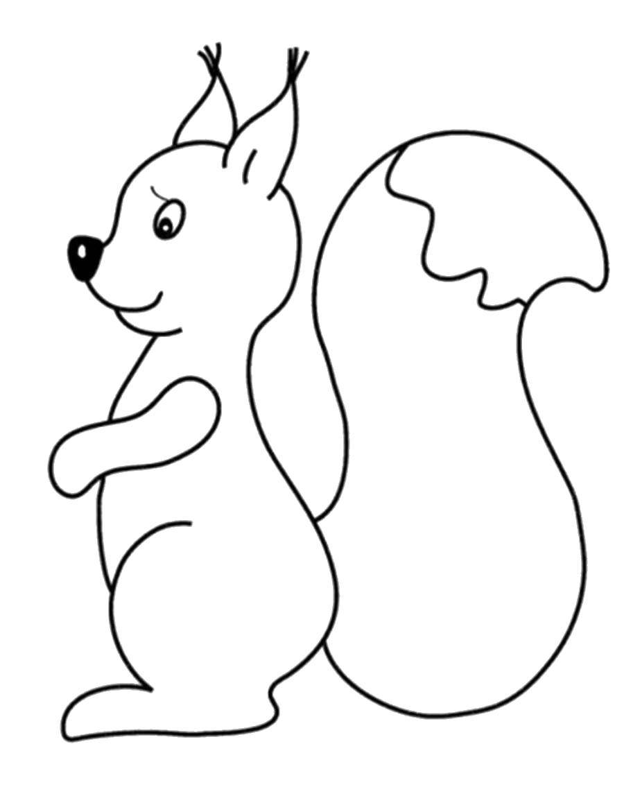 Coloring Squirrel. Category Animals. Tags:  Animals, squirrel.