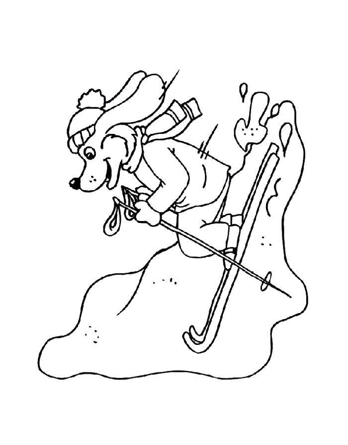 Название: Раскраска Пёс на лыжах. Категория: лыжи. Теги: Спорт, лыжи.