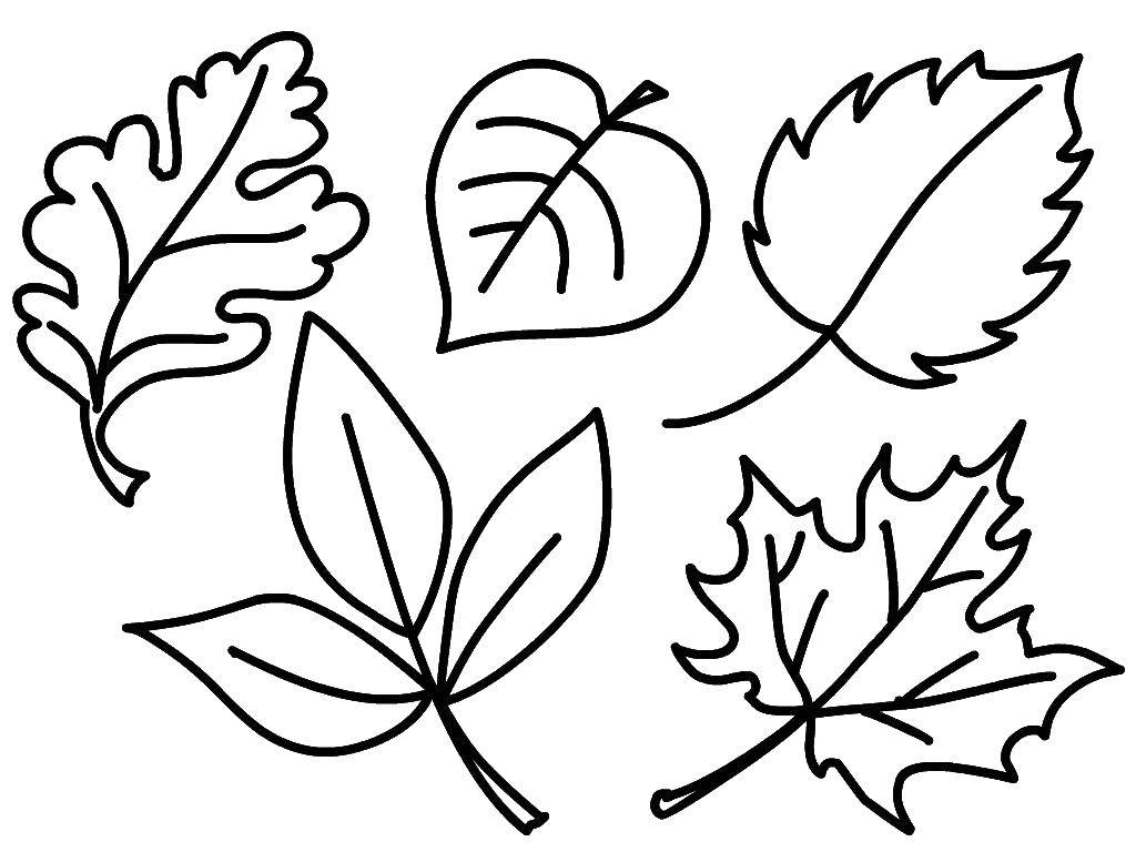 Название: Раскраска Листья разных деревьев. Категория: листья. Теги: Листья, дерево.