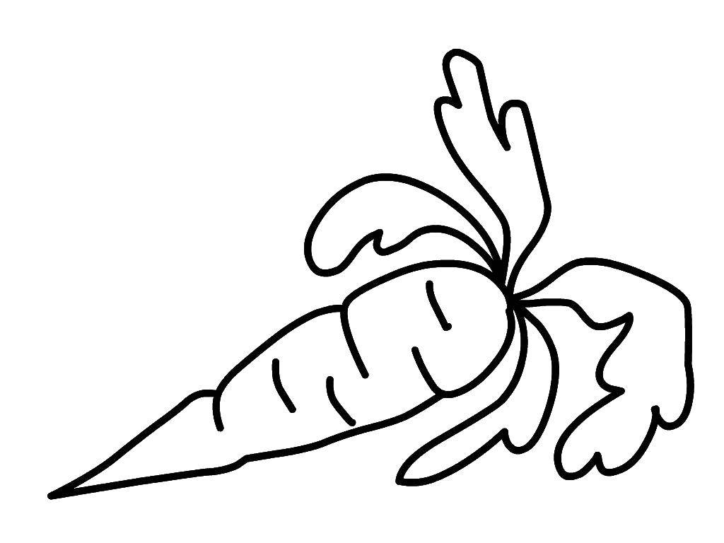 Coloring Carrot. Category vegetables. Tags:  Vegetables, carrots.