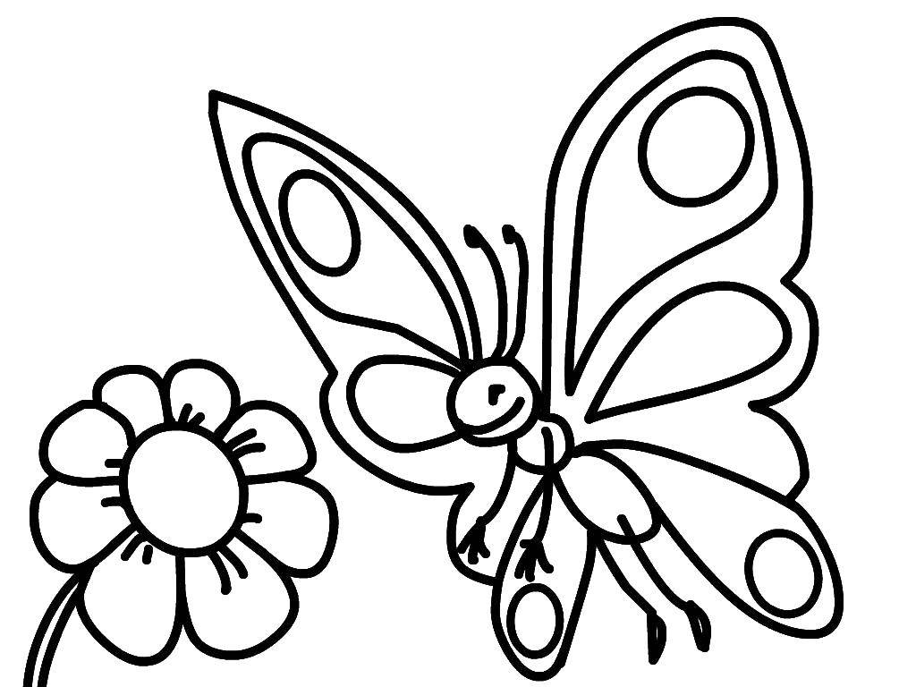 Название: Раскраска Бабочка хочет сесть на цветок. Категория: бабочки. Теги: Бабочка, цветы.