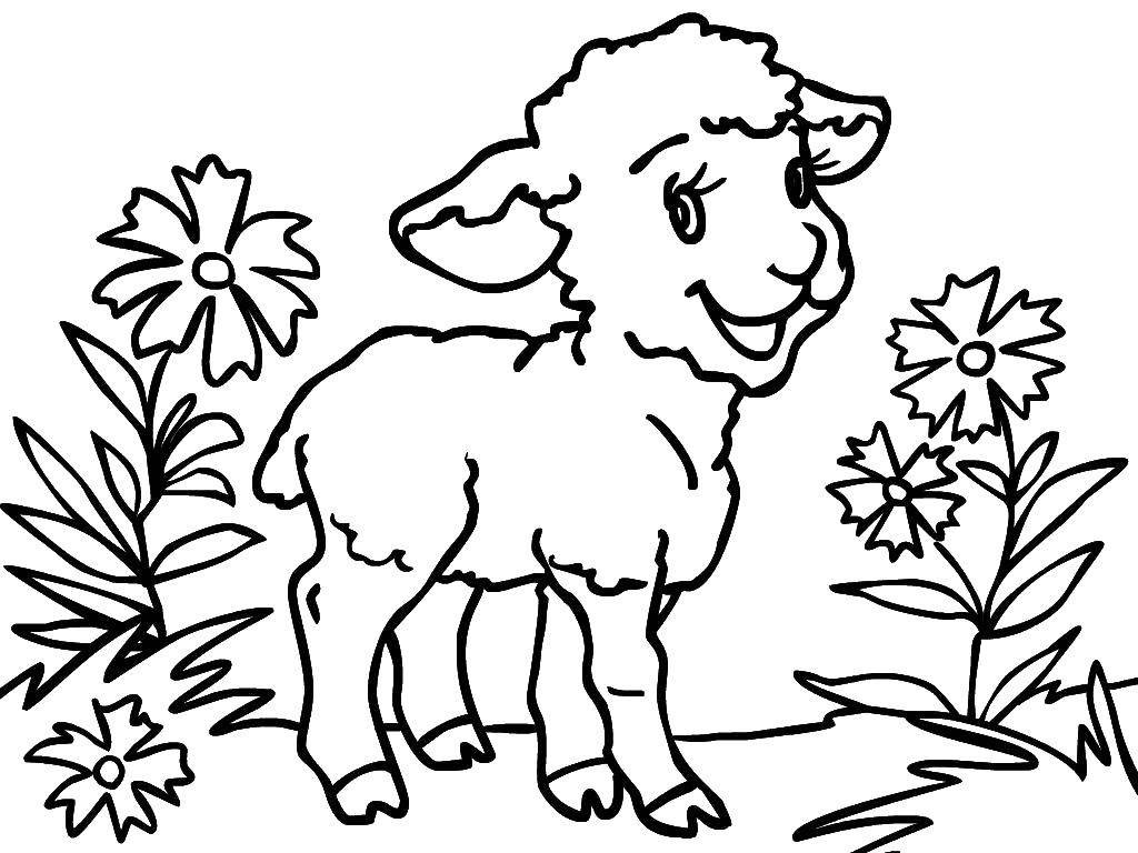 Coloring Lamb. Category Pets allowed. Tags:  Animals, lamb.