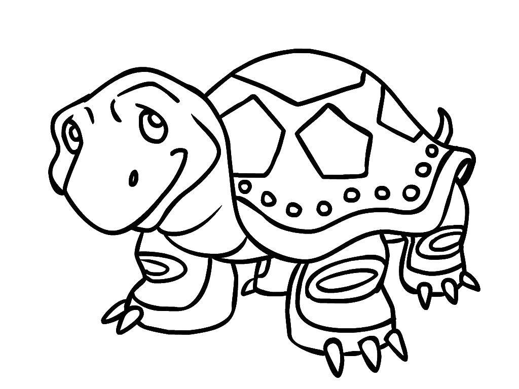 Coloring Bug. Category reptiles. Tags:  Reptile, turtle.
