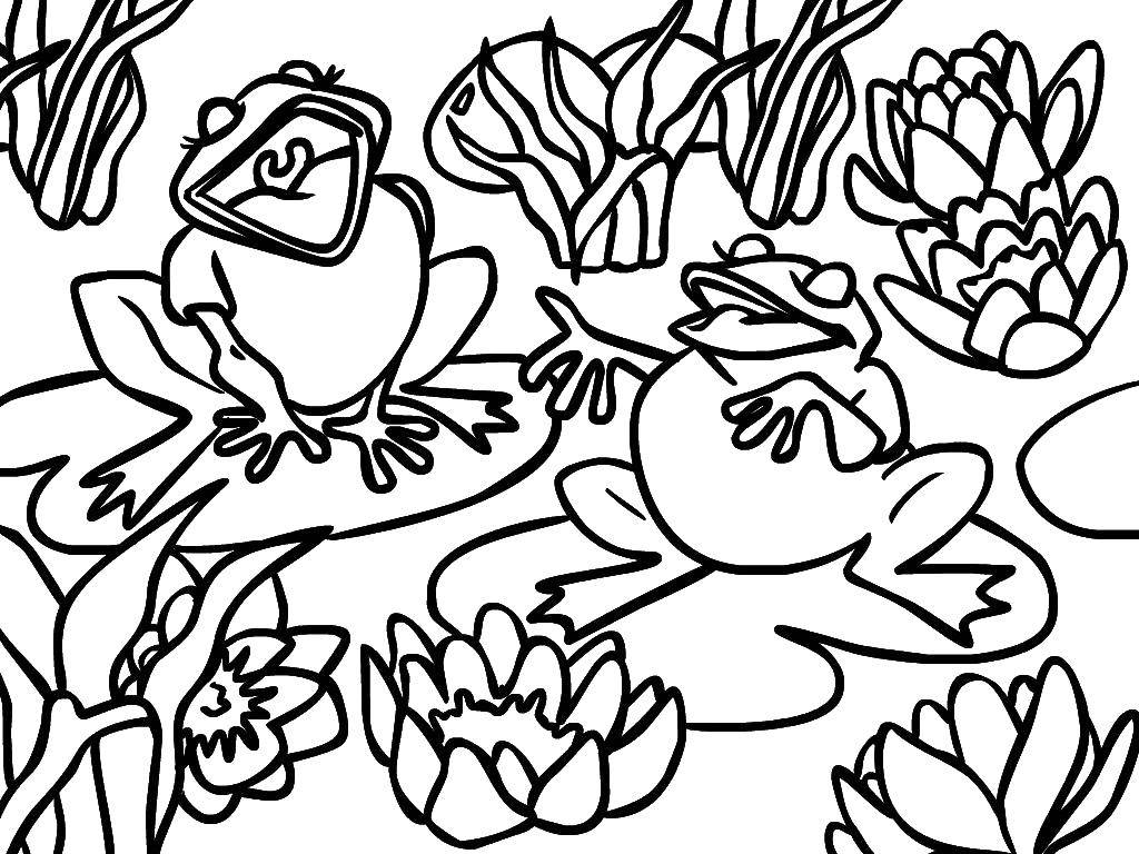 Coloring Frogs. Category reptiles. Tags:  Reptile, frog.
