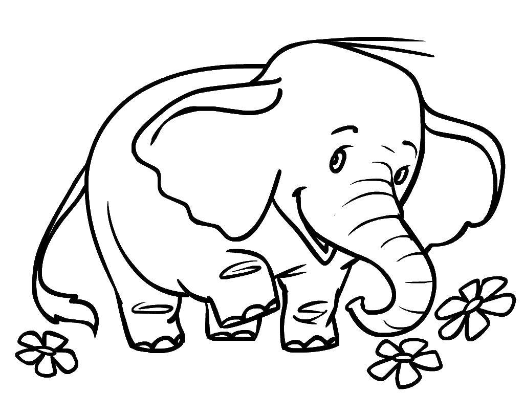 Coloring Elephant. Category Animals. Tags:  Animals, elephant.
