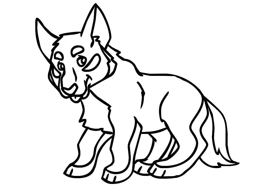 Coloring Dog. Category Animals. Tags:  Animals, dog.