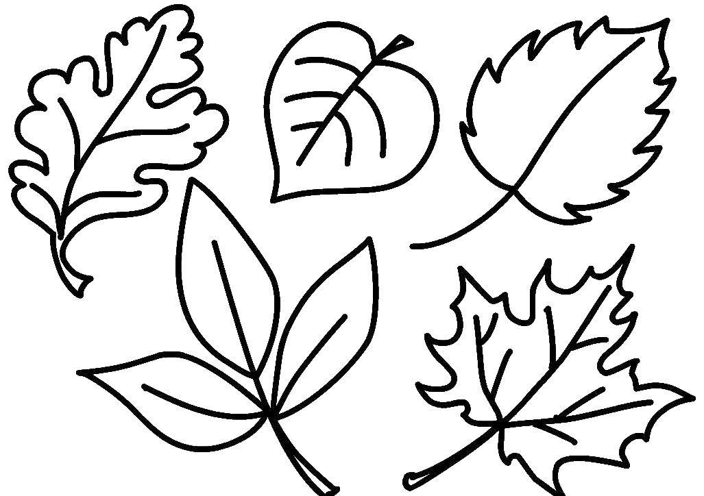 Название: Раскраска Листочки с разных деревьев. Категория: листья. Теги: Листья, дерево.