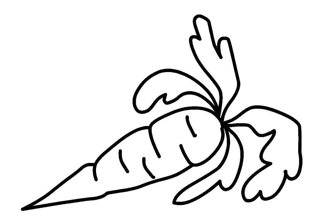 Coloring Carrot. Category vegetables. Tags:  Vegetables, carrots.