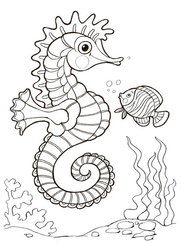 Название: Раскраска Морской конёк и рыбка. Категория: морское. Теги: Подводный мир, морские коньки.