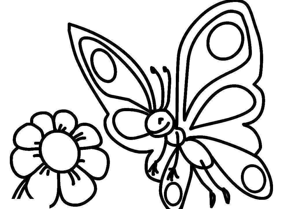 Название: Раскраска Бабочка на цветочках. Категория: бабочки. Теги: Бабочка.