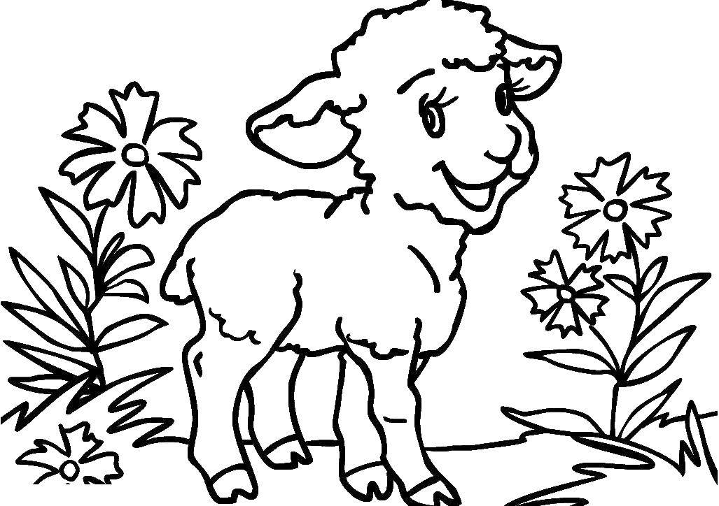 Coloring Lamb. Category Animals. Tags:  Animals, lamb.