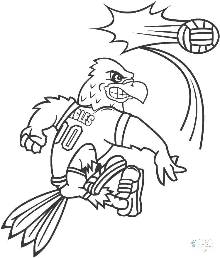 Название: Раскраска Орел подает мяч. Категория: волейбол. Теги: Орел, мяч, волейбол.
