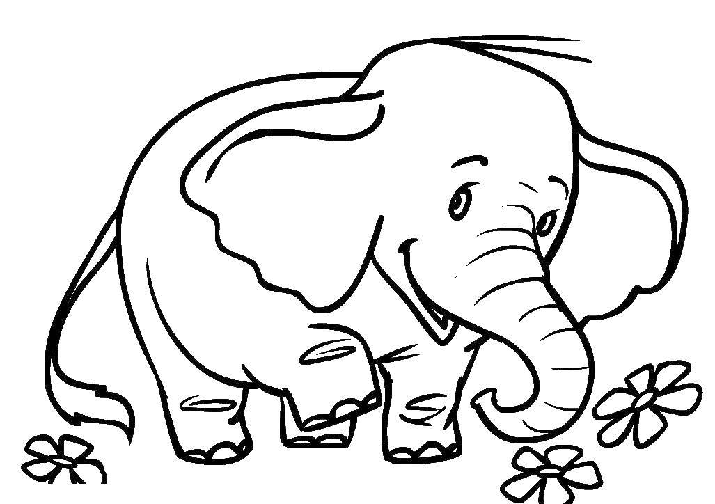 Coloring Elephant. Category Animals. Tags:  Animals, elephant.