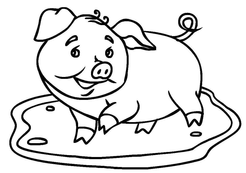 Название: Раскраска Свинка. Категория: Животные. Теги: Животные, свинка.