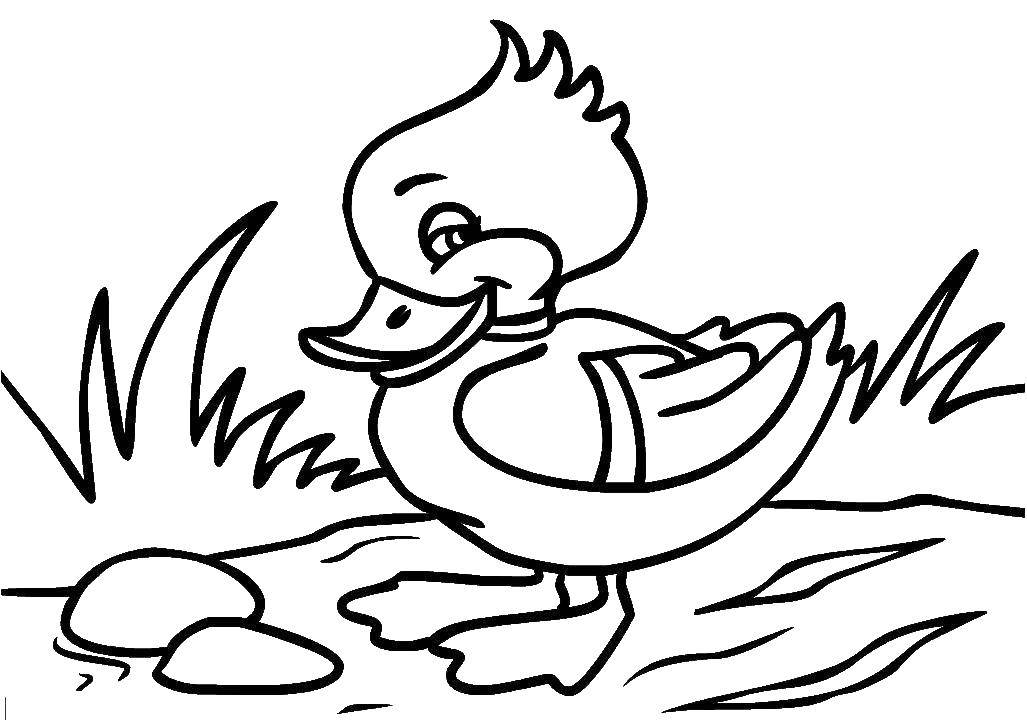 Coloring Duck. Category birds. Tags:  Poultry, duck.