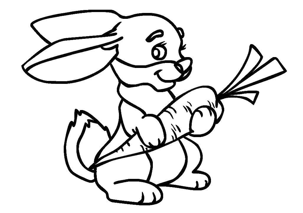 Coloring Bunny with carrot. Category Animals. Tags:  Animals, Bunny.