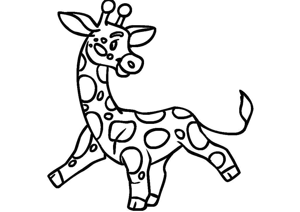 Coloring Zhirafik. Category Animals. Tags:  Animals, giraffe.
