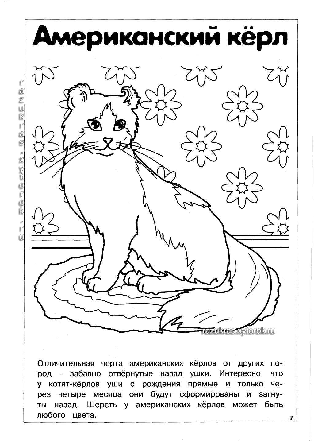 Coloring American curl. Category Cat breed. Tags:  The breed.