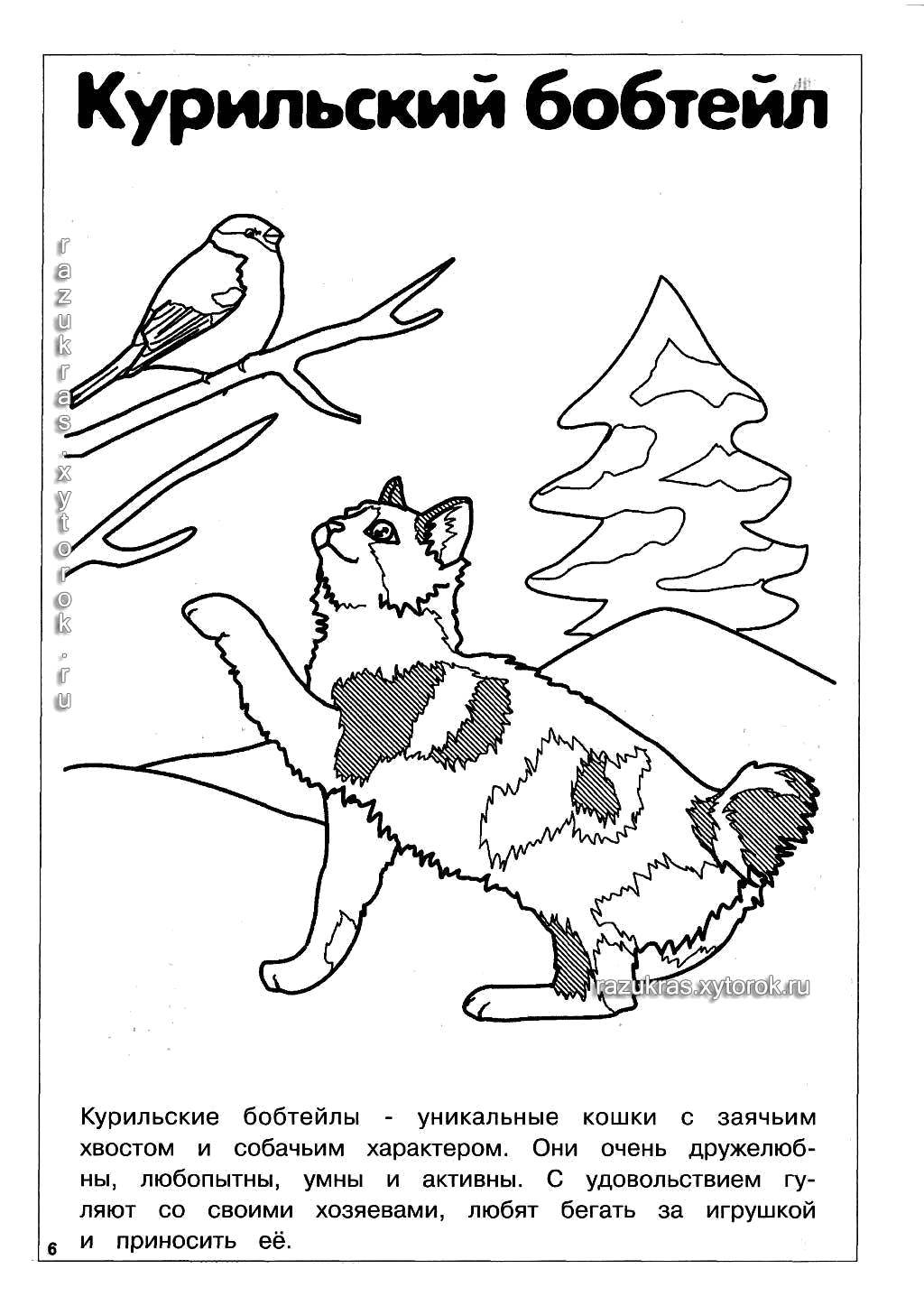 Coloring Kurilian Bobtail. Category Cat breed. Tags:  The breed.