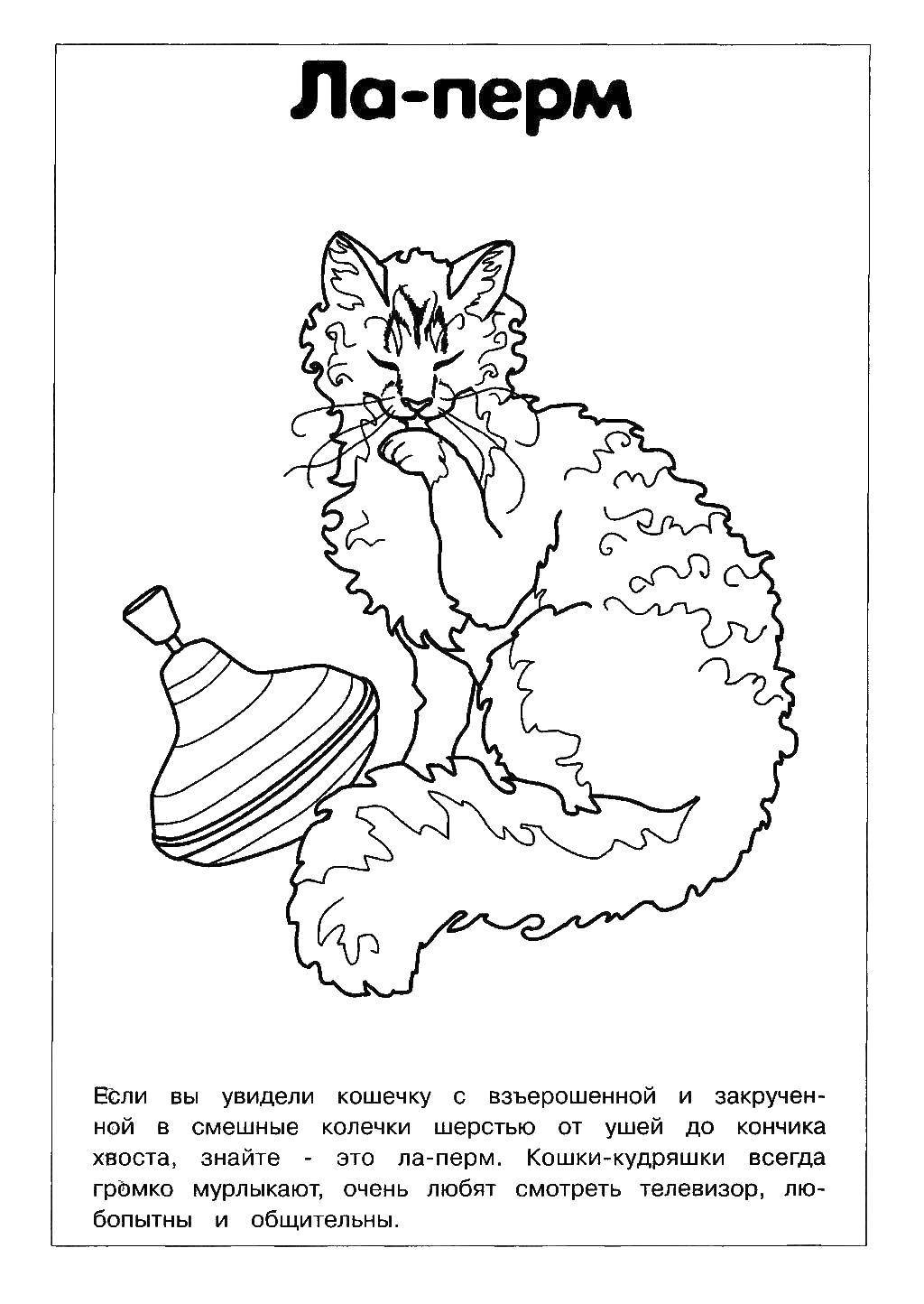 Coloring La Perm. Category Cat breed. Tags:  The breed.