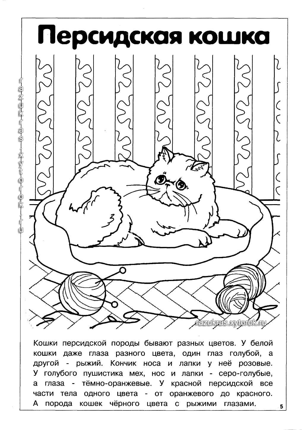 Название: Раскраска Персидская кошка. Категория: Породы кошек. Теги: Порода кошек.