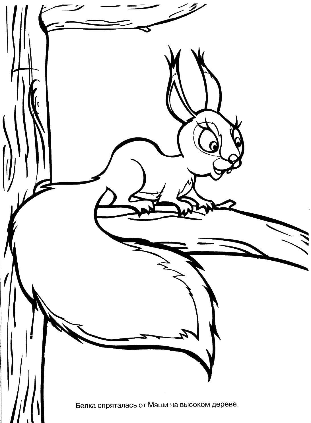 Coloring Squirrel. Category Masha and the bear. Tags:  Cartoon character, Masha and the Bear.