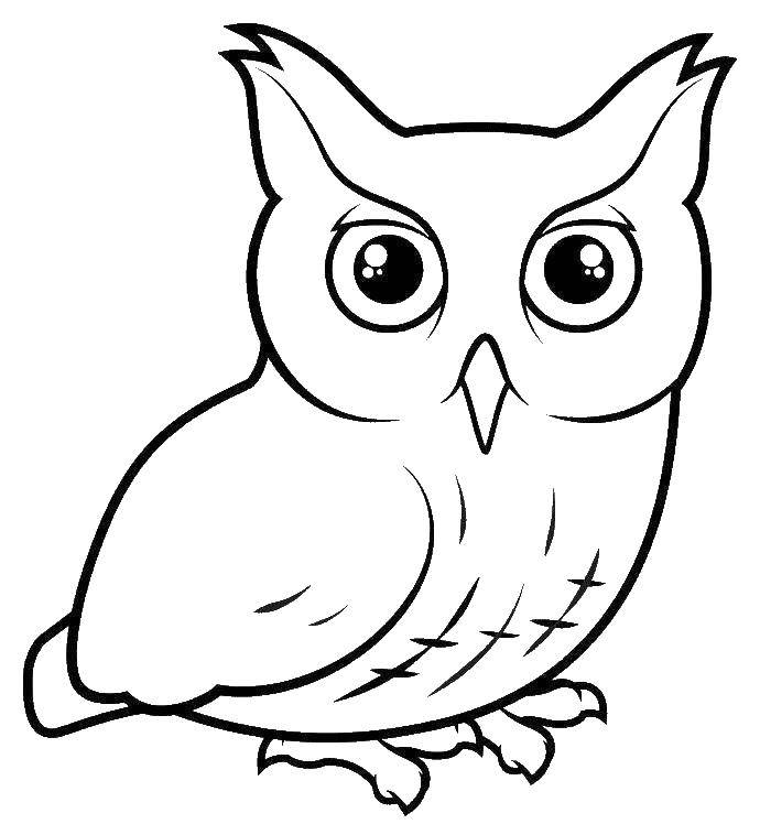 Coloring Wise owl. Category birds. Tags:  Birds, owl.