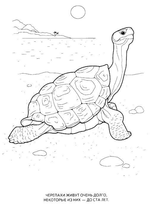 Название: Раскраска Черепахи живут до ста лет. Категория: раскраски для маленьких. Теги: черепаха, .