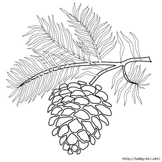 Coloring Fir cone. Category tree. Tags:  spruce, pinecone.
