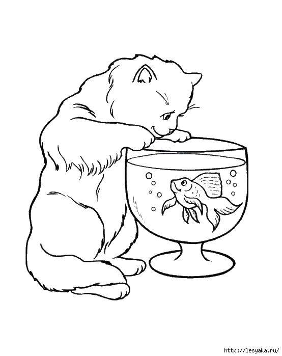 Coloring Cat and fish in the aquarium. Category coloring for little ones. Tags:  the cat, the fish in the tank.
