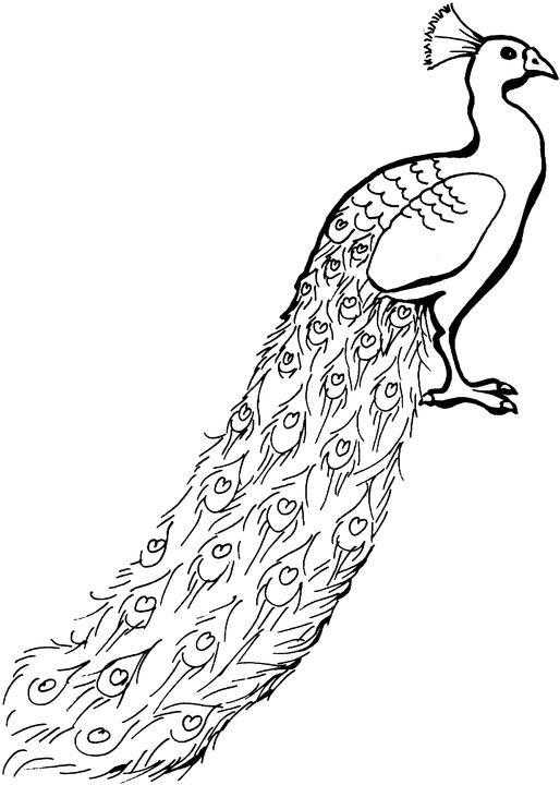 Coloring Peacock with long tail. Category The contours for cutting out the birds. Tags:  peacock, birds.