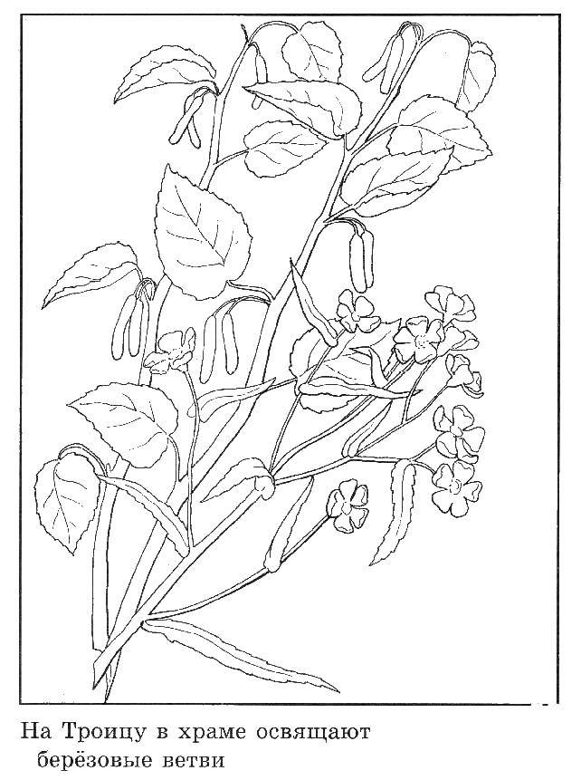 Coloring Flowers. Category flowers. Tags:  flowers.