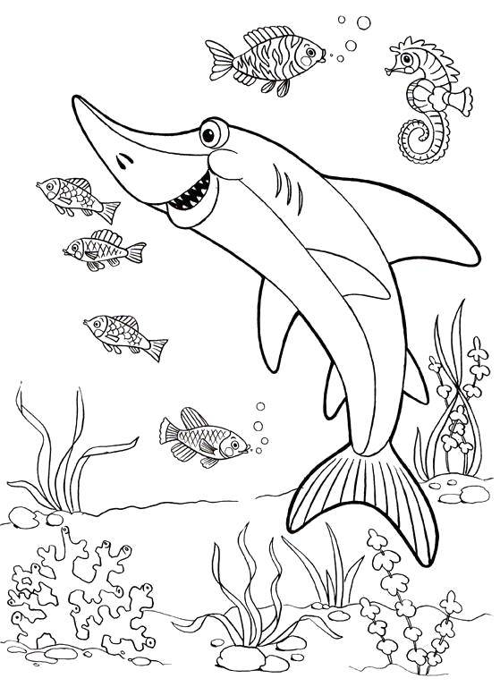 Название: Раскраска Акула с рыбками. Категория: морское. Теги: Подводный мир, рыба, акула.