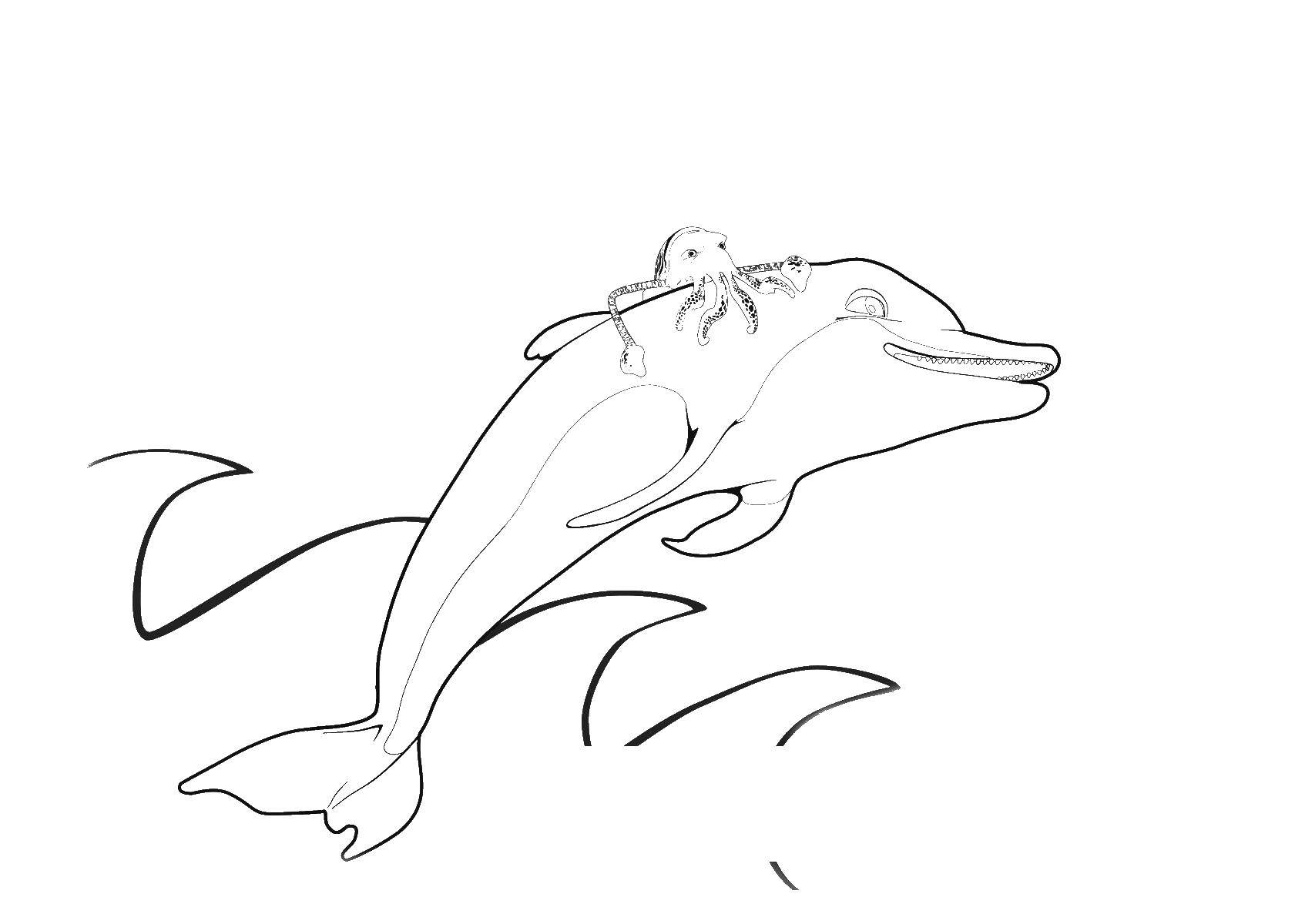 Название: Раскраска Дельфин и осминог. Категория: дельфин. Теги: Дельфин.