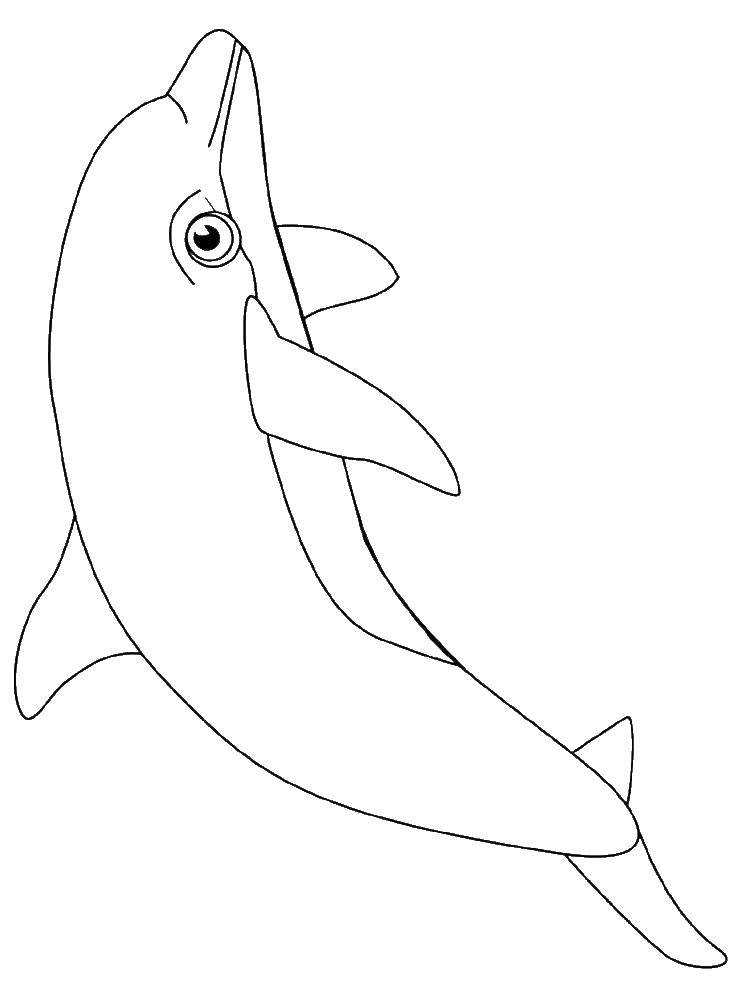 Название: Раскраска Дельфин. Категория: дельфин. Теги: Подводный мир, дельфин.