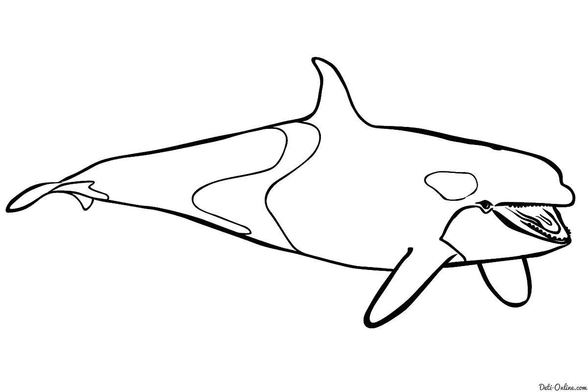 Coloring Dolphin. Category Dolphin. Tags:  Dolphin.