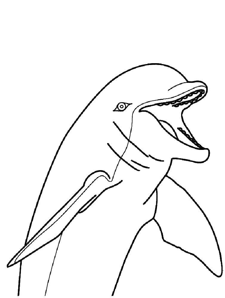 Название: Раскраска Дельфинчик. Категория: дельфин. Теги: Подводный мир, дельфин.