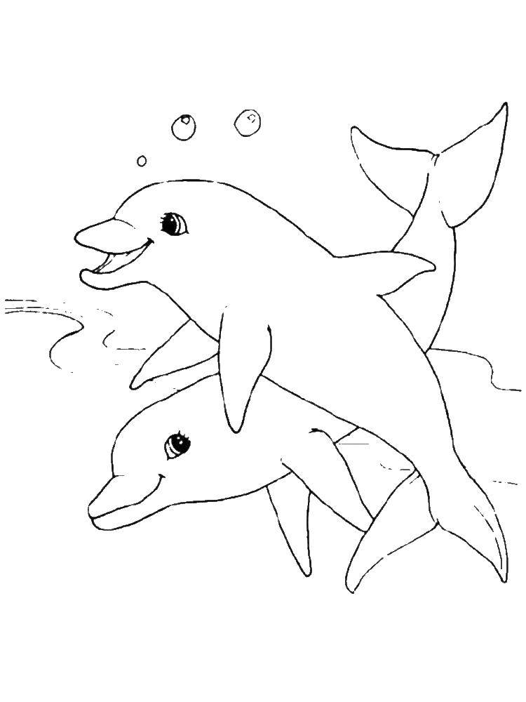 Coloring Dolphins. Category Dolphin. Tags:  Dolphins.