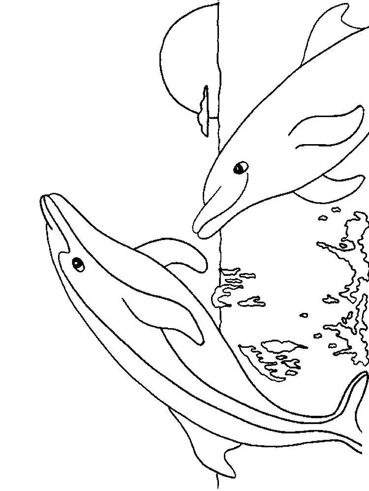 Coloring Dolphins. Category Dolphin. Tags:  Dolphin.