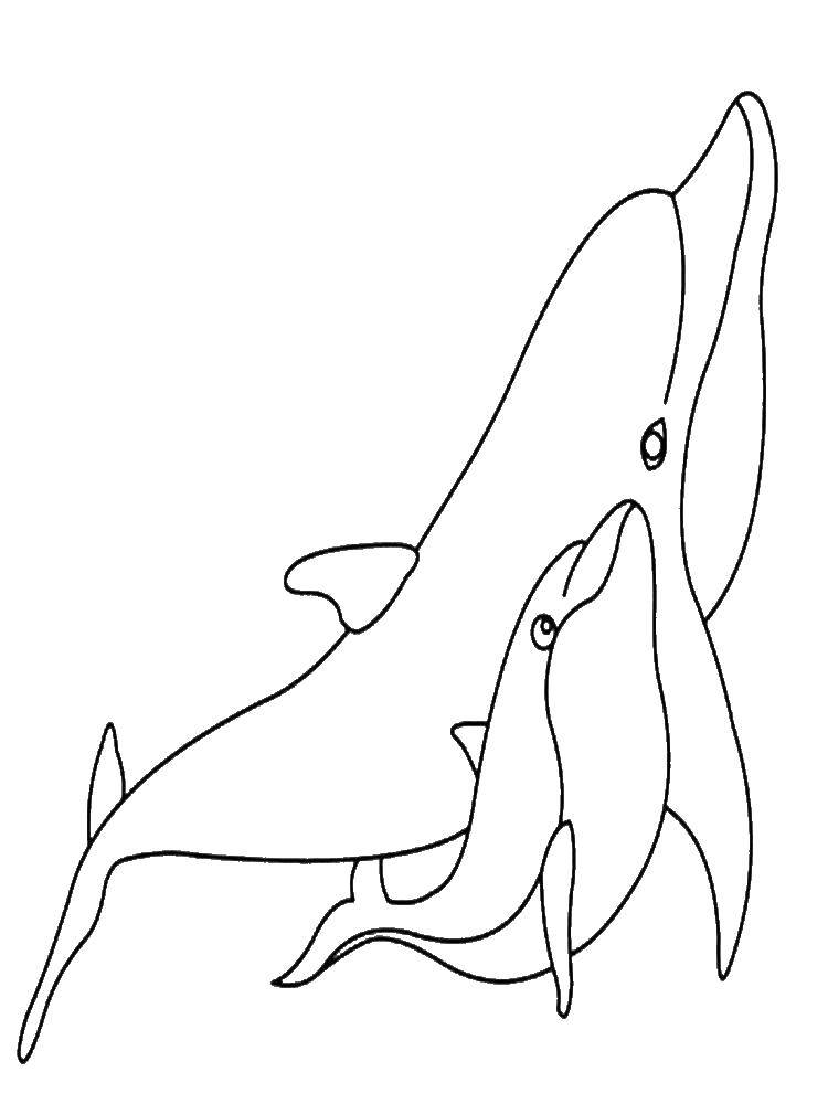 Название: Раскраска Мама дельфин с детёнышем. Категория: дельфин. Теги: Подводный мир, дельфин.