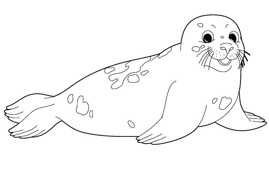 Название: Раскраска Тюлень. Категория: морское. Теги: тюлень.