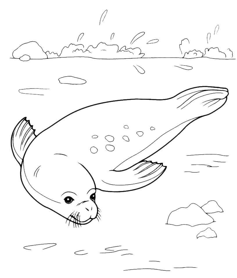 Coloring Seal. Category marine. Tags:  the seal.