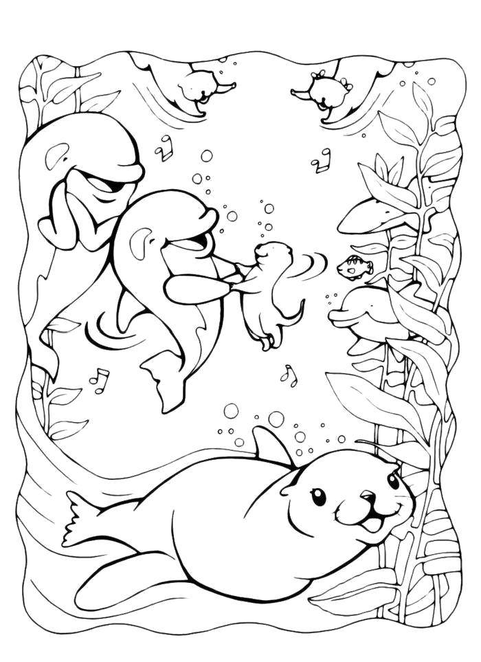 Название: Раскраска Тюленьчики играют с дельфинами. Категория: морское. Теги: Подводный мир, дельфин, тюлень.