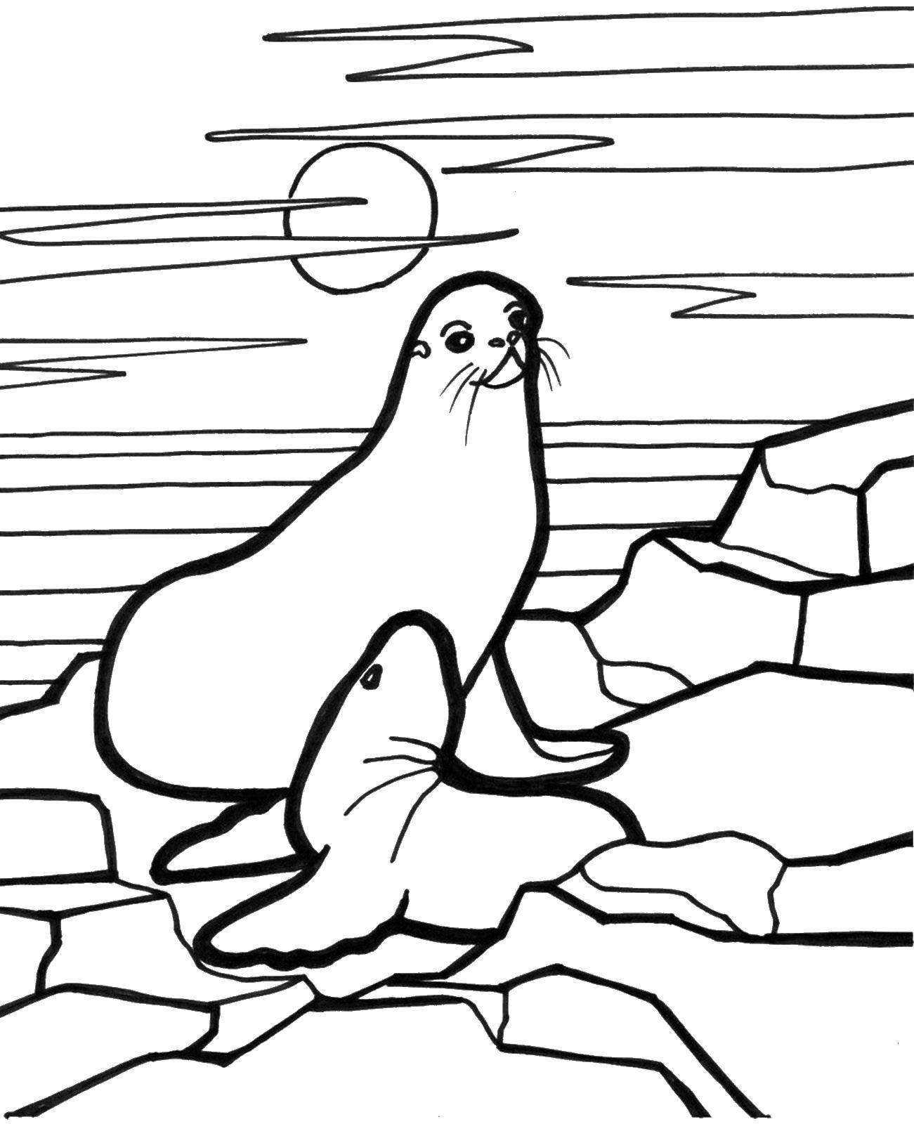 Название: Раскраска Тюлени. Категория: морское. Теги: тюлень.