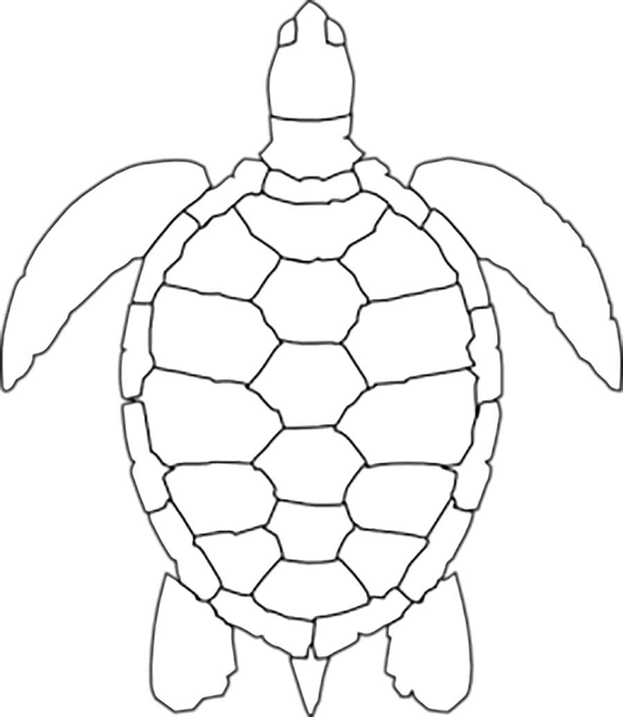 Coloring Turtle. Category reptiles. Tags:  Reptile, turtle.