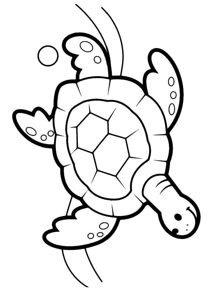 Название: Раскраска Черепаха. Категория: морская черепаха. Теги: Черепаха.